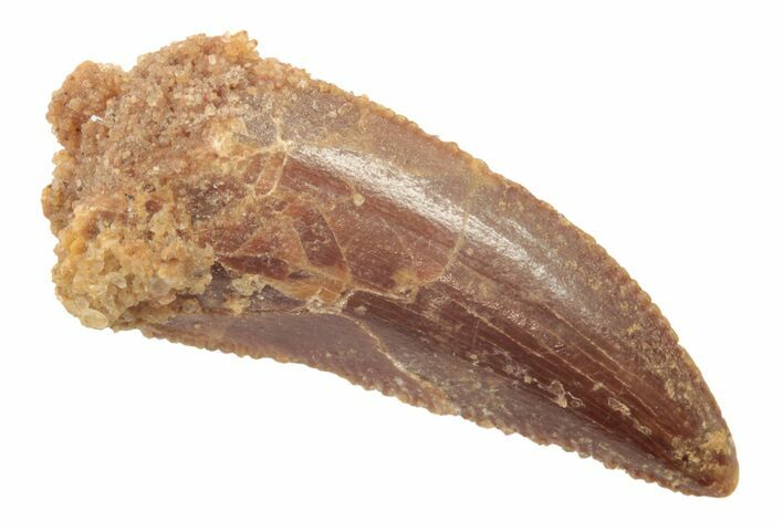 Serrated, Raptor Tooth - Real Dinosaur Tooth #238534